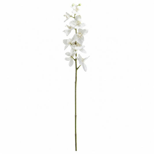 Cathedral White Butterfly Orchid