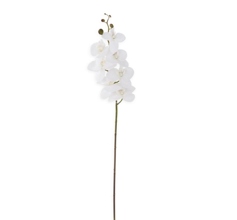 White Orchid Stem