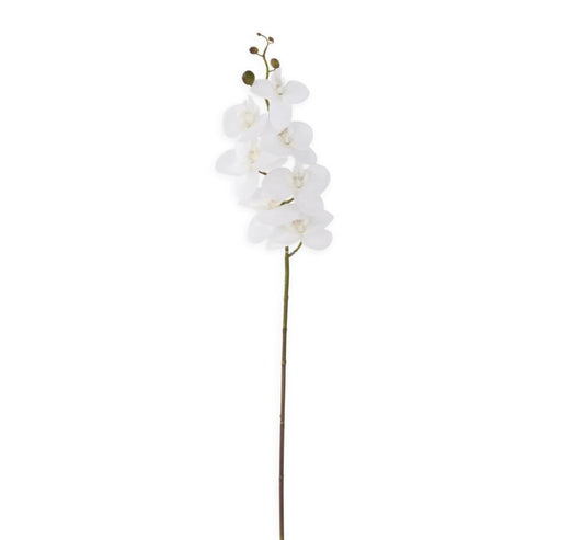 White Orchid Stem