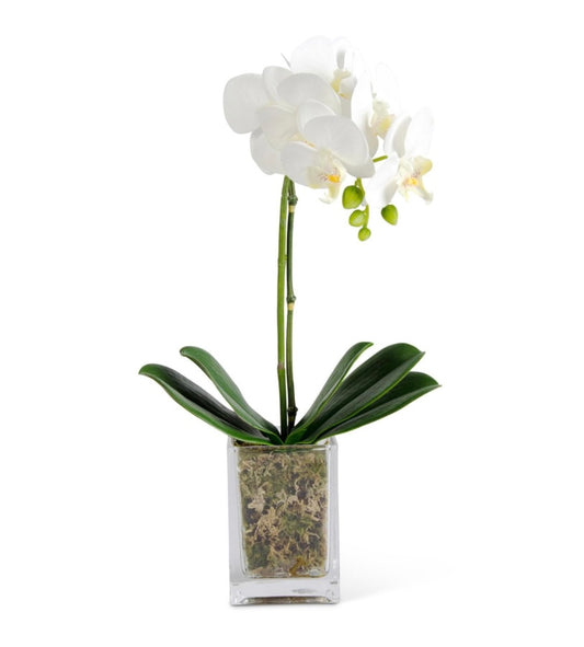 White Orchid in Square Glass Container