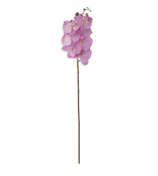 Purple Orchid Stem
