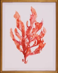 Coral Kelp