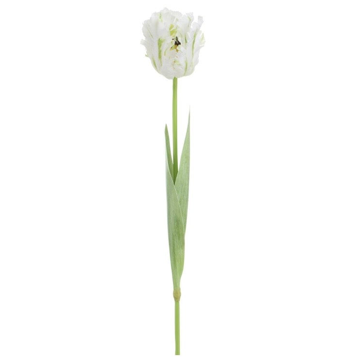 27” Parrot Tulip Stem White w/Green