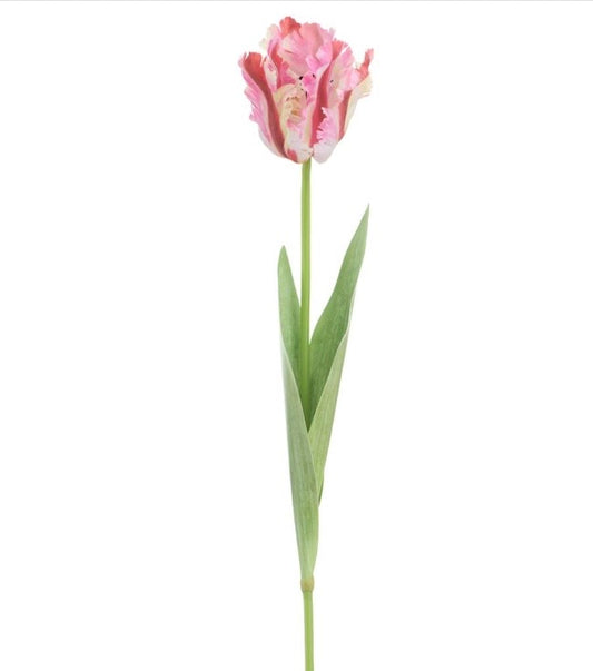 27” Parrot Tulip Stem Pink/Red