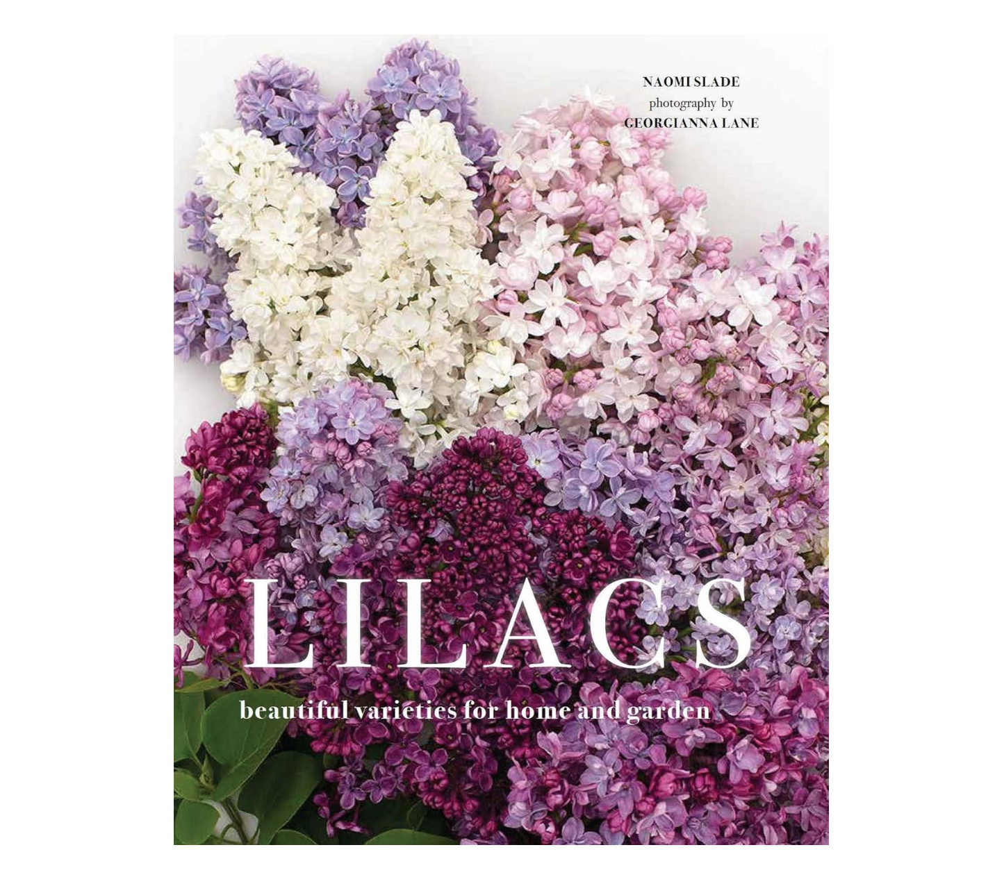 Lilacs