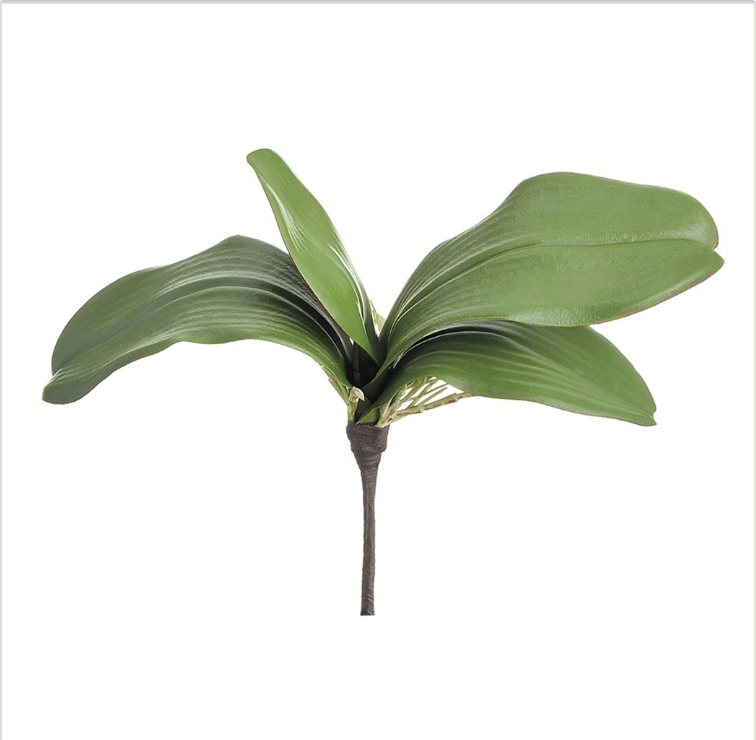 10" Phalaenopsis Leaf