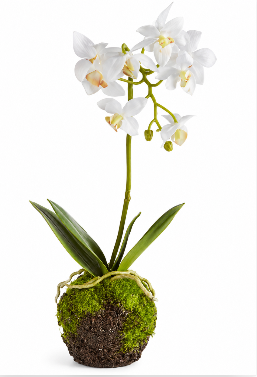 12" Dendrobium Dropin