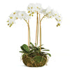 Phalaenopsis 16" Mini Garden Dropin