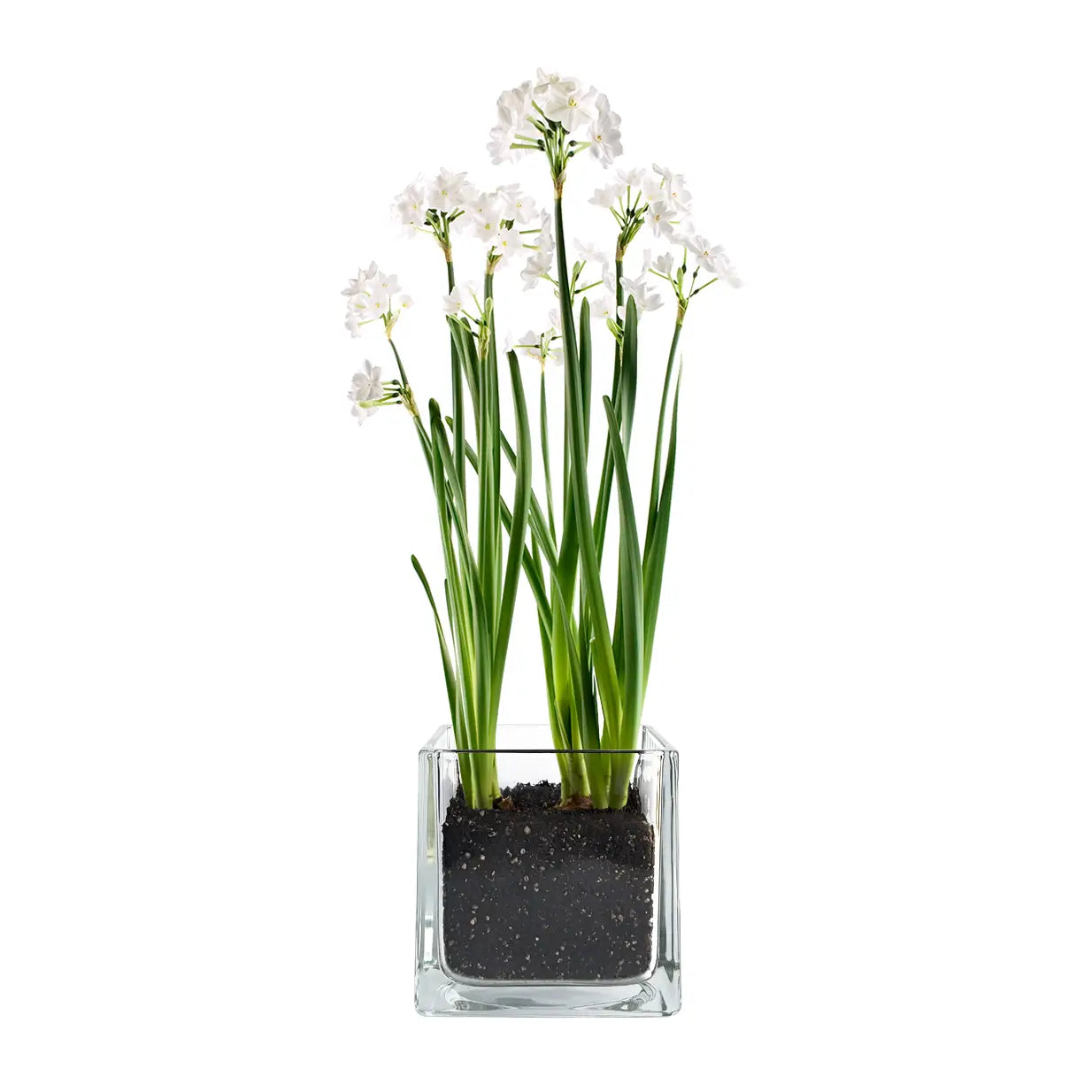 Paperwhites Winter Garden | Fall & Christmas