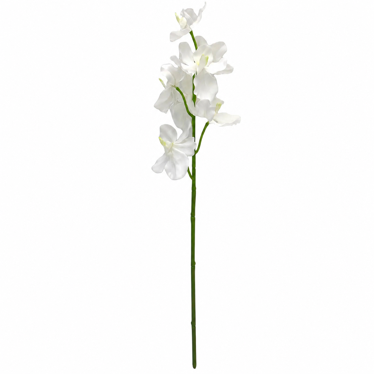 Chapel Butterfly Orchid Stem