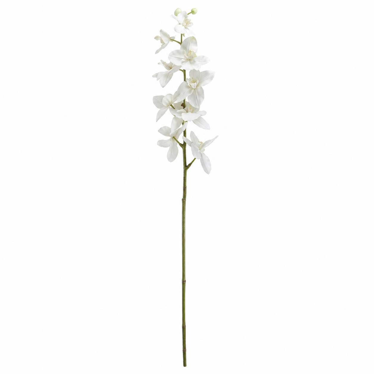 Cathedral White Butterfly Orchid