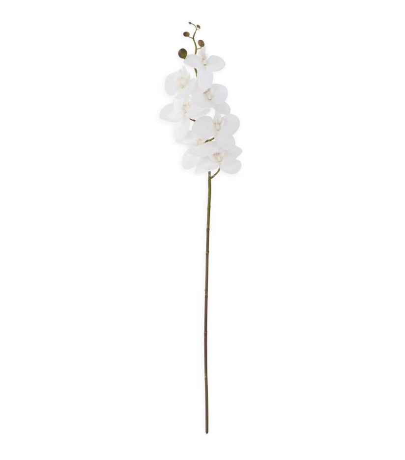 White Orchid Stem