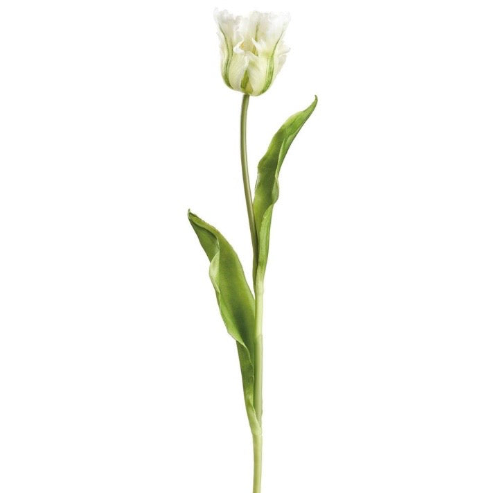 20” Parrot Tulip Stem Cream/Green