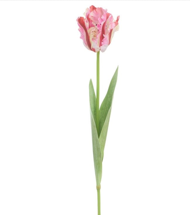27” Parrot Tulip Stem Pink/Red