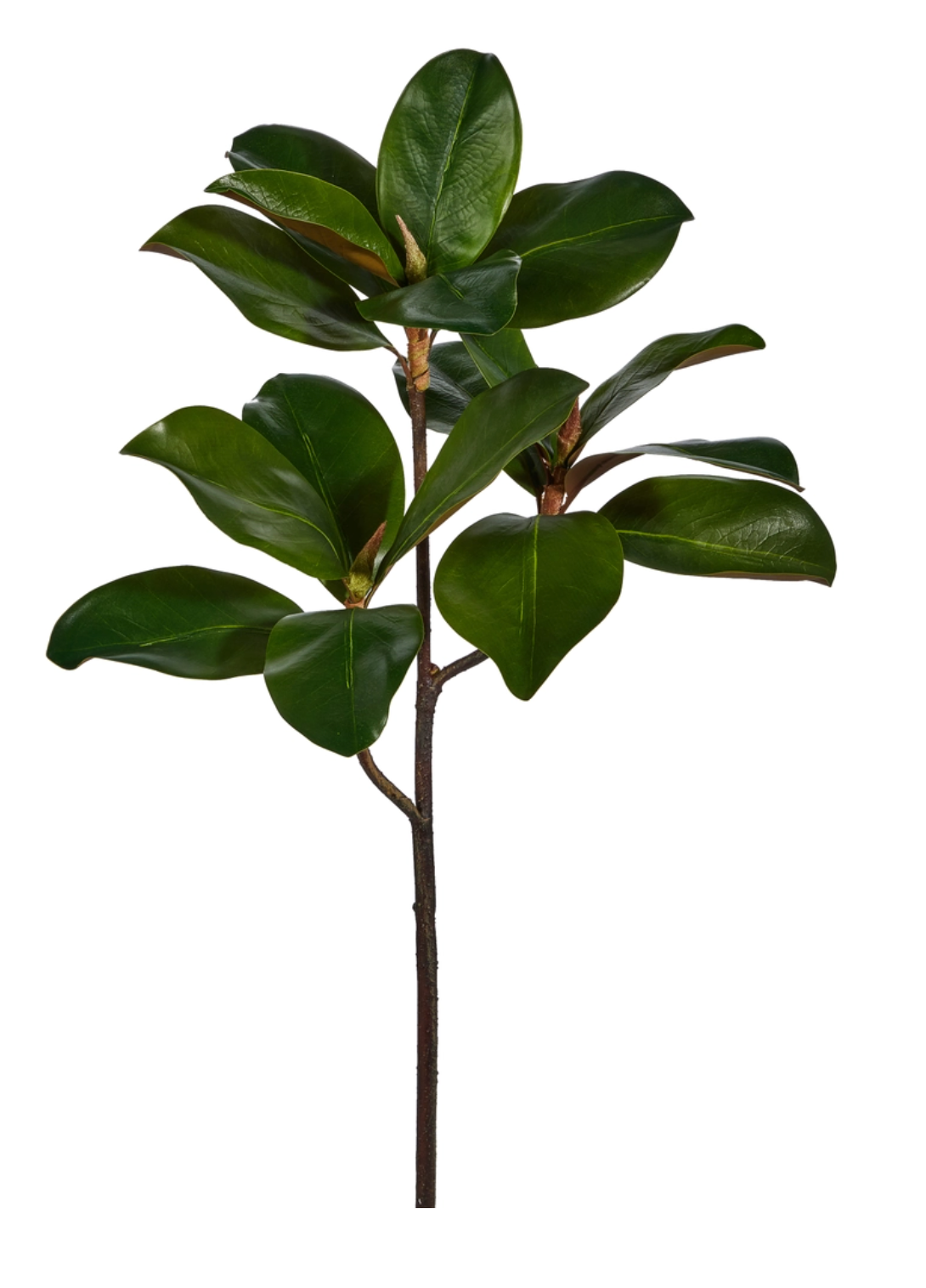 24" Magnolia Leaf Branch